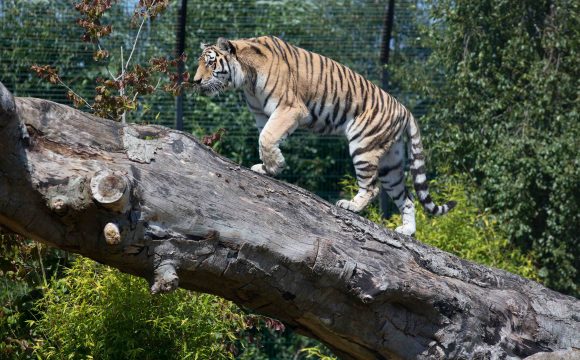 Celebrate International Tiger Day at Theme Park This Sunday