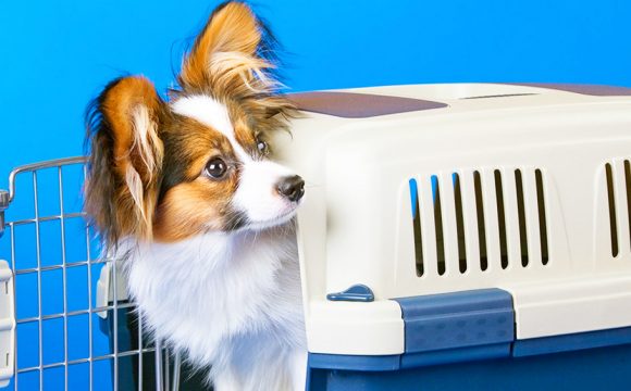 Air Transat Welcomes Pets in Cabins on Flights to Canada