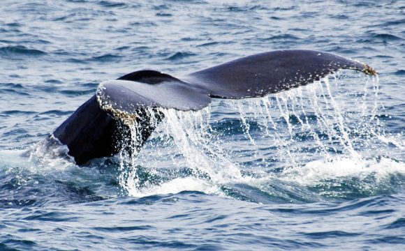 Massachusetts Launches New Whale Trail