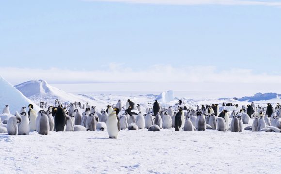 Oceanwide Expeditions Reaches Snow Hill Emperor Penguin Colony