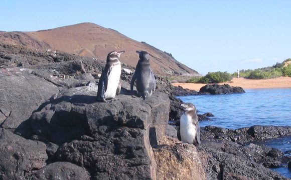 Silverseas’s Welcomes Experts from The Galapagos   