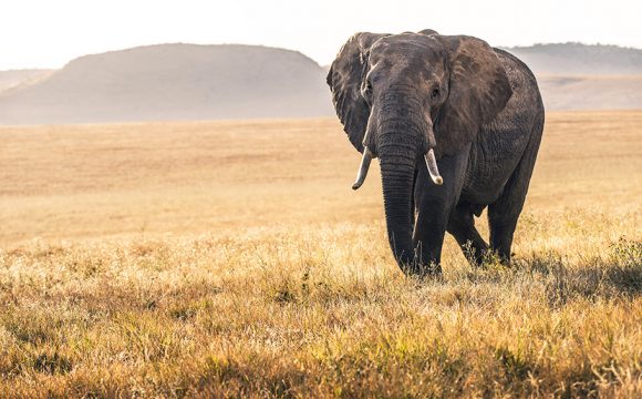 Wildlife Tourism Boosts Revenue Worldwide