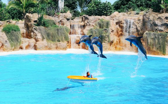 New Zealand Bans Swimming with Dolphins