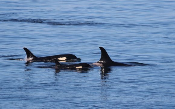 Hurtigruten Foundation Helps saving Resident Killer Whales
