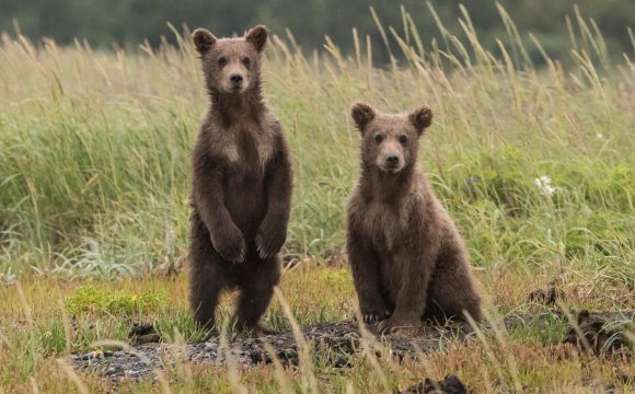World’s Favourite Bears According to Instagram for International Polar Bear Day