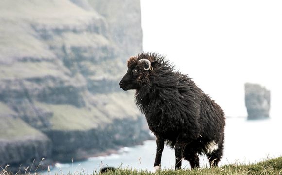 Remote Tourism: Virtual control of a Faroe Islander