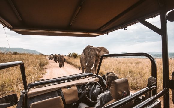 Demand for African Safari Holidays on the Rise