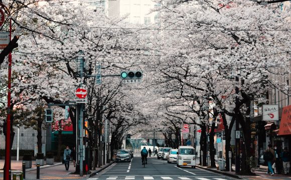 Iconic, Instagrammable, Irresistible: Japan’s Cherry Blossoms