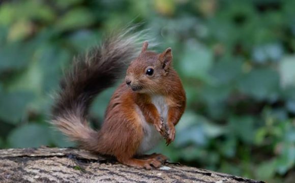 National Trust Works in Partnership with the Ards Red Squirrel Group