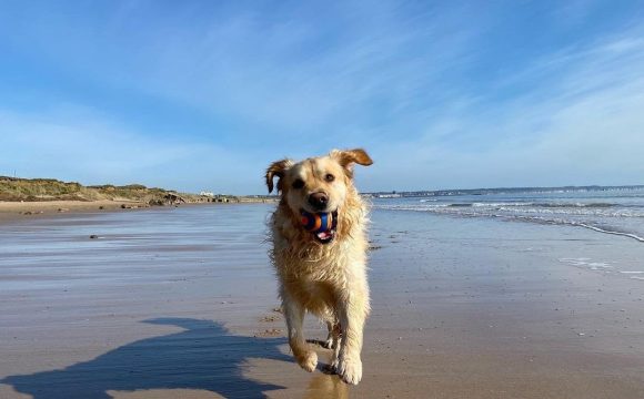 10 Dog-friendly UK Beaches Open 365 days A Year