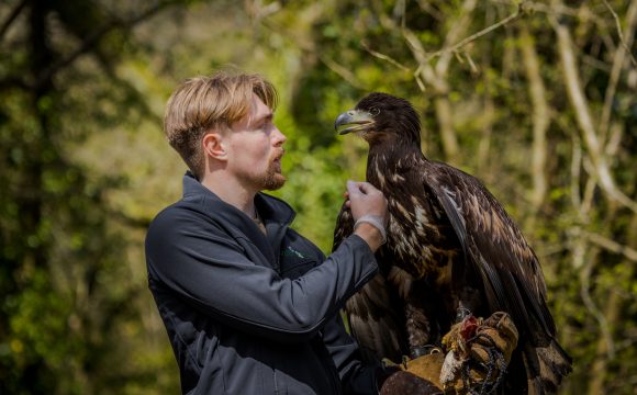 ‘The eagle has landed’ at One of Isle of Wight’s Major Tourist Destinations