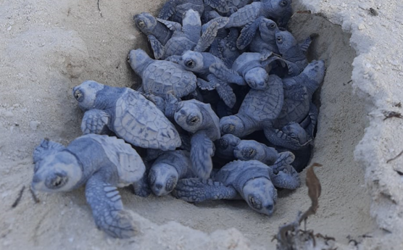 MSC’s Ocean Cay Marine Reserve Welcomes First Loggerhead Turtle Hatchings