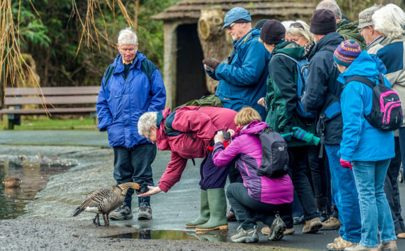 Connect with Nature and Restore your Wellbeing at WWT Castle Espie this Autumn