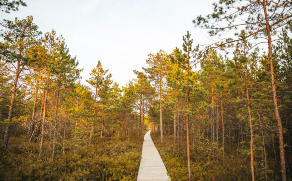 Explore Lithuania’s Autumnal Nature — from Sea of Golden Trees to Foggy Bogs