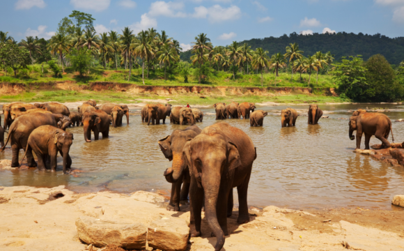 How to Experience the Best of Sri Lanka