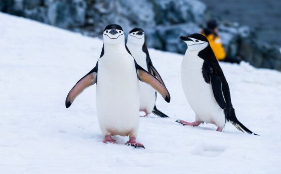 ‘The Sir David Attenborough Effect’ Sees Bookings For Antarctic Cruises Soar