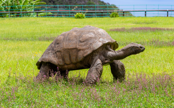The World’s Oldest Living Land Animal Turns 190 Years Old