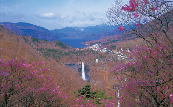 Tokyo and Around Tokyo:Stunning Spring Nature Worth Travelling For