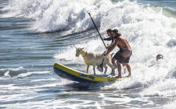 Surfing with Goats!? 6 Unique and Unexpected Finds in SLO CAL