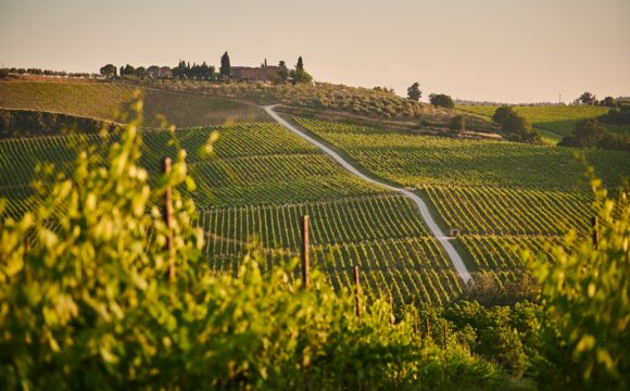 Raise Your Glass For The Top Seven Wine-Lovers Locations