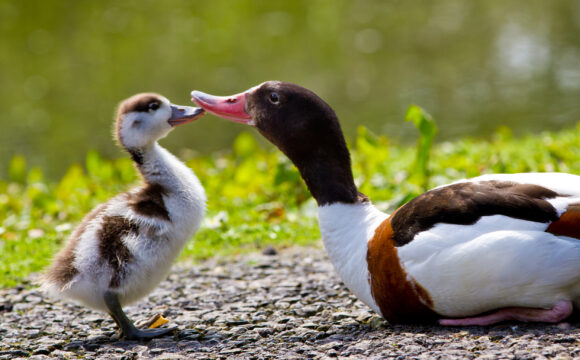 Have a Quacking Day At WWT Castle Espie This Easter