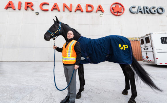 A Horse Fit for a King: Air Canada Cargo Helps Deliver RCMP’s Noble to her New Home