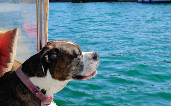 Taking Your Pet on Holiday – 10 Tips To Make The Trip Easier