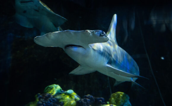 Seaworld Orlando Caring for Two Great Hammerhead Sharks