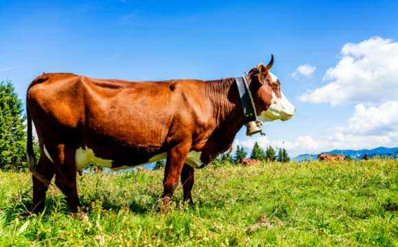 Sponsor your Very Own Alpine Queen Cow in Verbier, Switzerland!