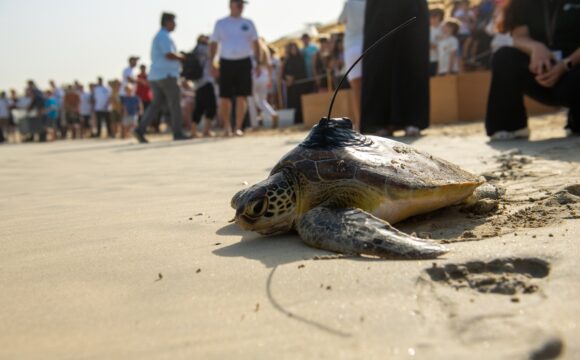 Jumeirah Group Celebrates Marine Conservation Efforts on World Sea Turtle Day
