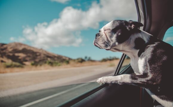 How To Road Trip With Your Dog Safely This Summer