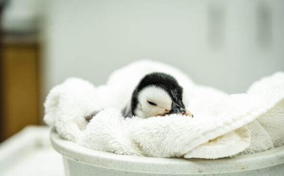 First Emperor Penguin Chick in Over a Decade Hatched at SeaWorld San Diego