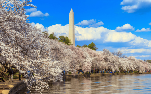 Cherry Blossoms and Beyond: Washington, DC shines this Spring