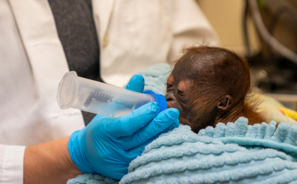 Critically Endangered Bornean Orangutan Born at Busch Gardens