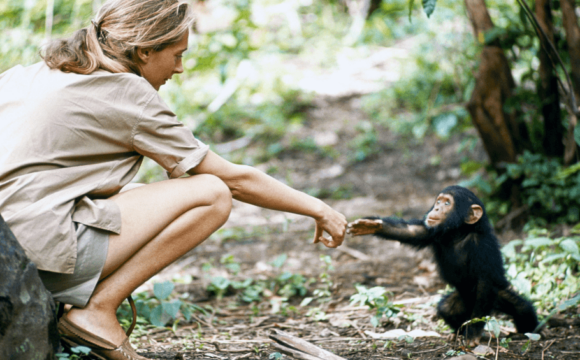 G Adventures Expands ‘Jane Goodall Collection’ with Five Wildlife-Focused Trips
