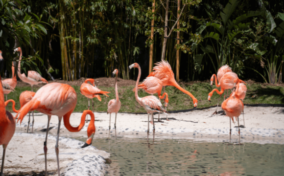 Discovery Cove Opens Highly Anticipated Flamingo Point Habitat