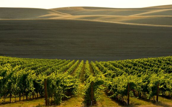 The Ultimate Wine Lovers’ Road Trip Through Washington State